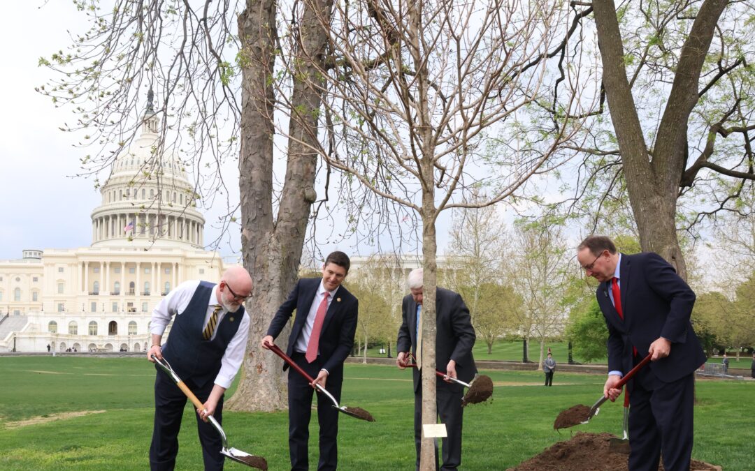 Sugar maple planted at U.S. Capitol to commemorate Badger State